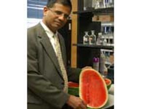 Natural Viagra In Watermelon