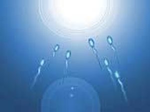 The Evolution Of Eggs And Sperm