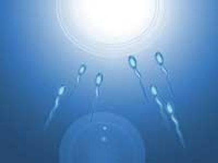 'Size Does Not Matters' For Sperms