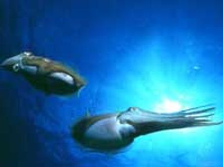 Squid's Weird Mating Rituals