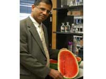 Natural Viagra In Watermelon