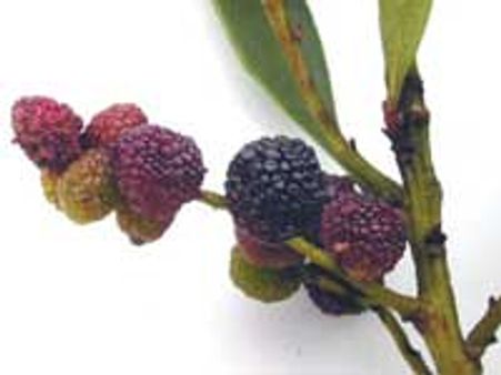 Sexually stimulating herbs