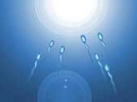 The Evolution Of Eggs And Sperm