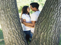 French pine tree French pine tree