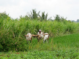 If farmer does not concentrate on sowing... If farmer does not concentrate on sowing...