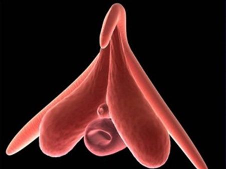 വ്യത്യസ്ത രതിമൂര്‍ച്ഛകള്‍ ഉണ്ടോ?