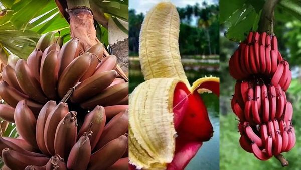 ചെങ്കദളി കഴിച്ചോളൂ.. കിടക്കയില്‍ പങ്കാളി നിരാശപ്പെടില്ല: ലൈംഗിക ഉത്തേജനത്തിനും സ്റ്റാമിനക്ക