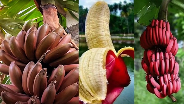red-banana