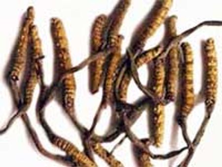 சீனாவுக்கு பெருமளவில் கடத்தப்படும் மூலிகை வயாகரா!  