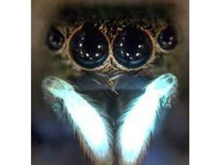 சிலந்தியின் விஷம் செக்ஸ் உணர்வை தூண்டுமாம்!