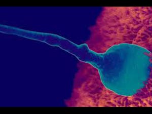 Proven 10 factors Can Kill Sperm Proven 10 factors Can Kill Sperm