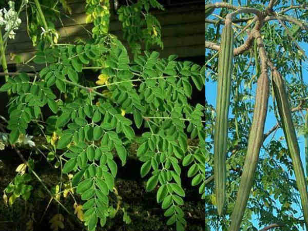 முந்துதலை தடுக்கும் முருங்கை