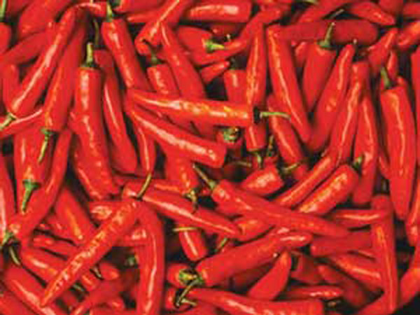 சிவப்பு மிளகாய்